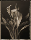 Lily 1
